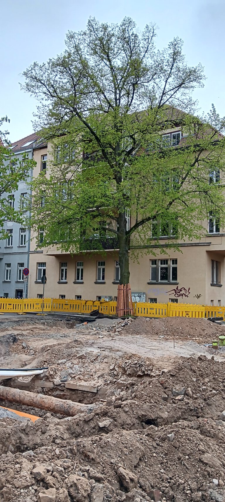 Wir lieben Bäume! – Dendrologische Baubegleitung