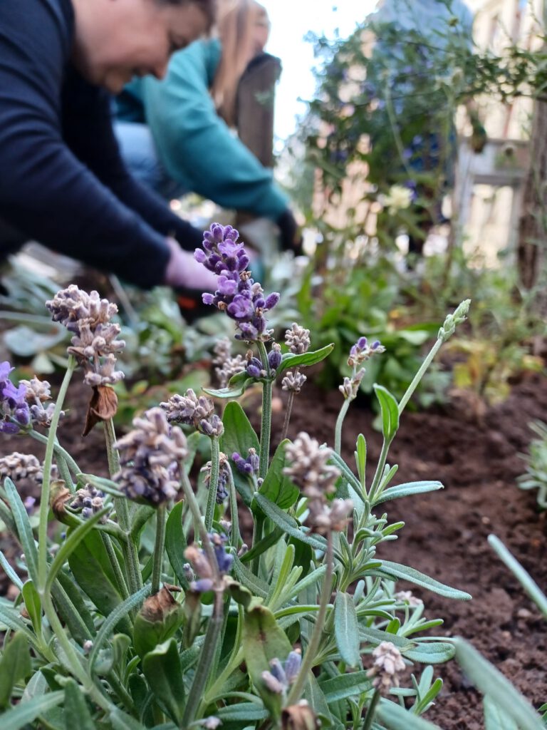 Bepflanzung der Baumscheibe vor dem Büro durch das Team von mellon am Park(ing) Day