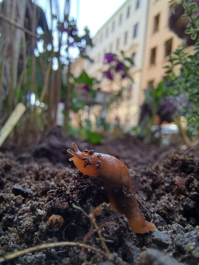 Nahaufnahme eines Schnegels im frisch bepfanzten Beet der Baumscheibe am Park(ing) Day