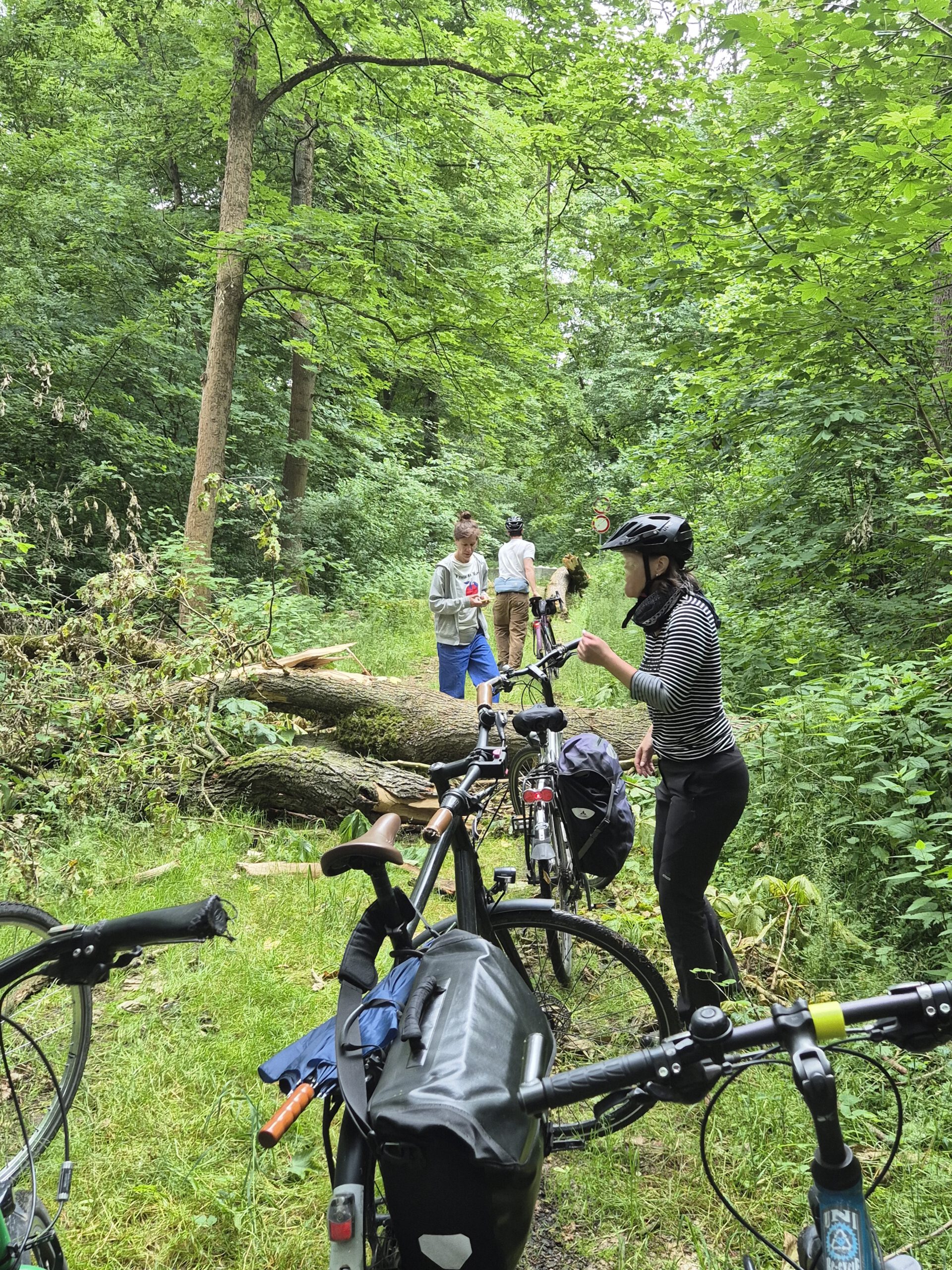 Die Gruppe muss ihre Räder im Auwald über querliegende Baumstämme tragen.