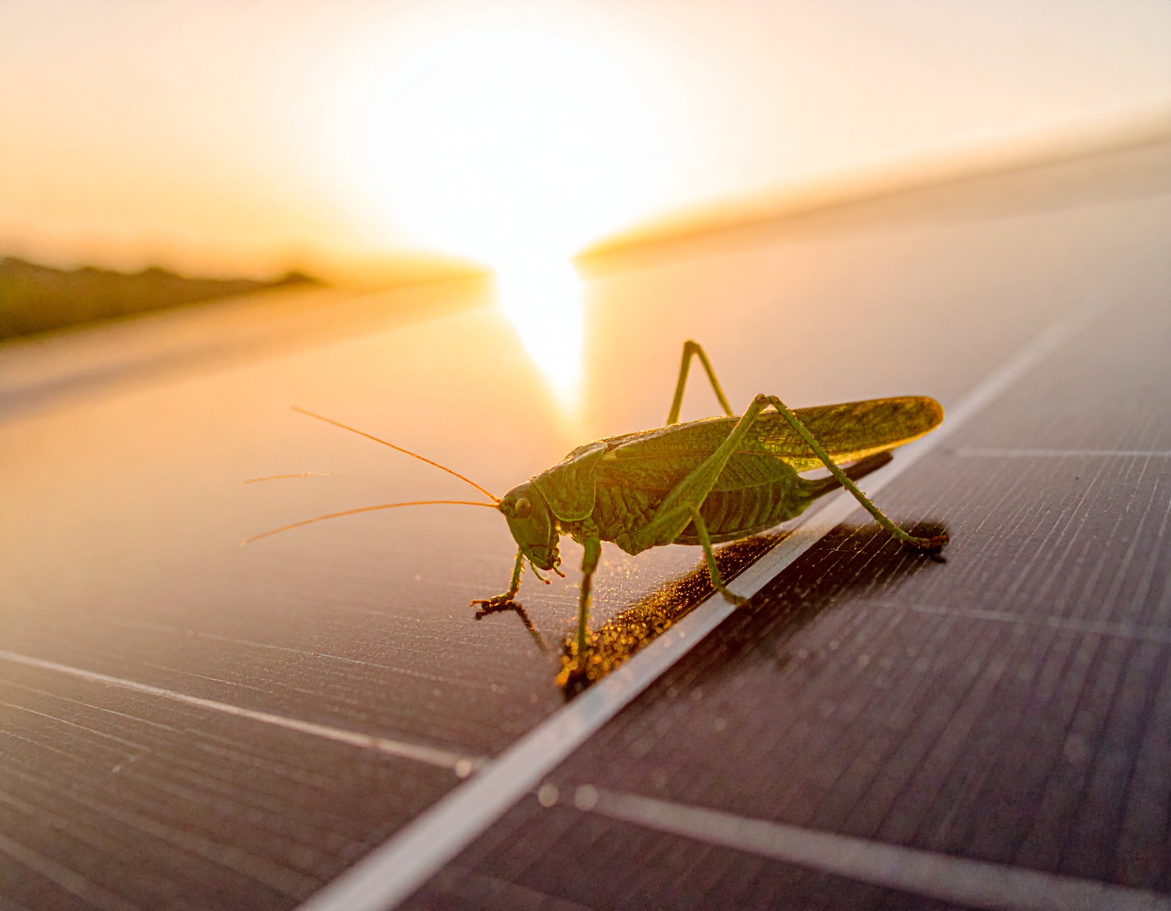 Eine grüne Heuschrecke sitzt auf einem Solarmodul.