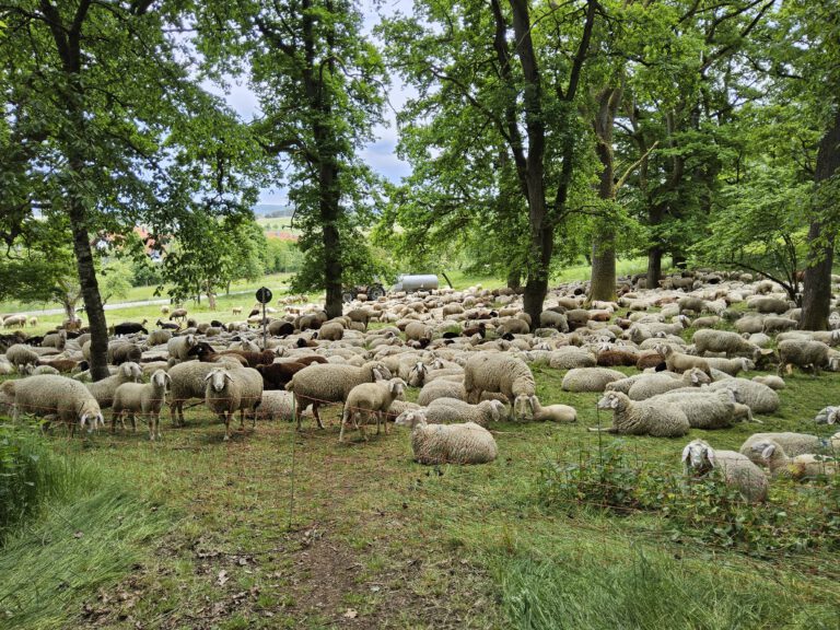 Biotopverbundplanung – Wenn Natur wieder Anschluss findet